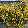 Yellow flowering climbing plant. Photo by MSU Extension Service/Gary Bachman.